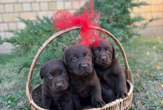 Labrador retriver štenci image 1