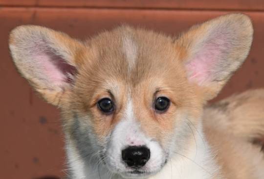 Velski korgi/Welsh Corgi Pembroke štenci image 1