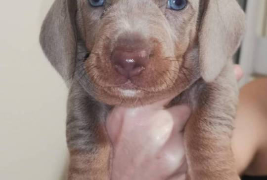 Štenci jazavičara image 3