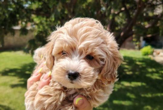 Maltipoo štenci image 4