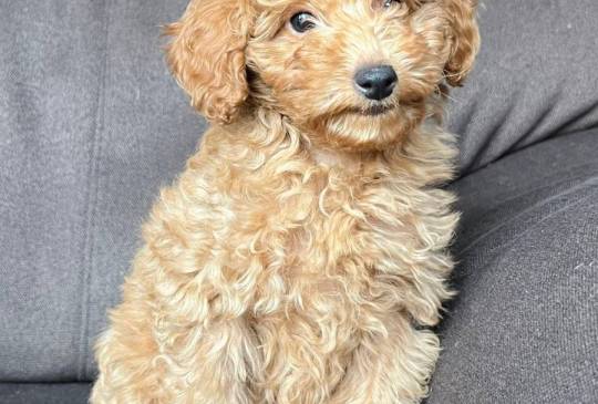 Štene Toy pudle image 2