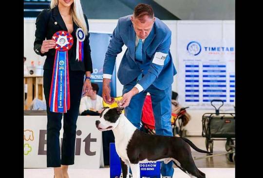 Američki staford terijer prelepi štenci image 4