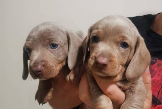 Štenci jazavičara image 5