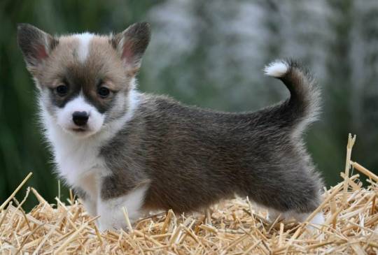 Velski korgi/Welsh Corgi Pembroke image 5