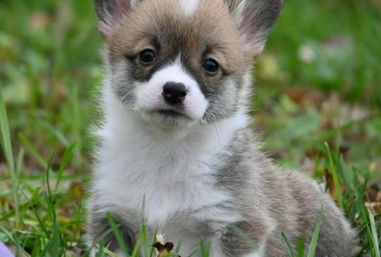 Velski korgi/Welsh Corgi Pembroke image 6