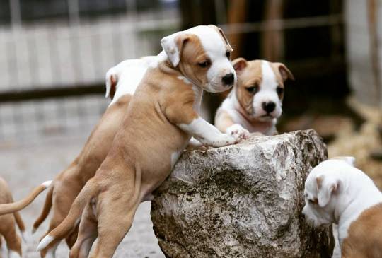 Američki staford terijer prelepi štenci image 3