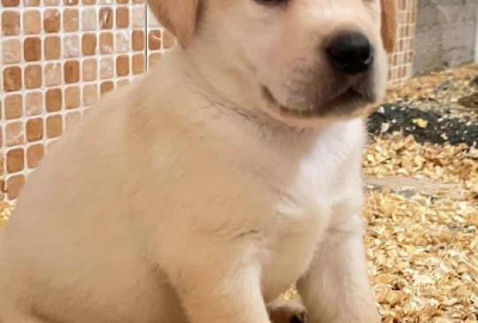 Labrador retriver štenci vrhunske krvne image 3