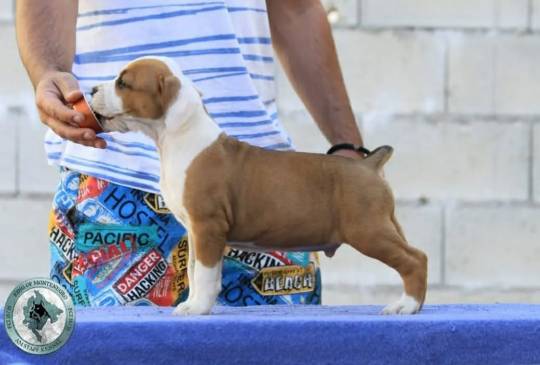 Američki staford terijer prelepi štenci image 6