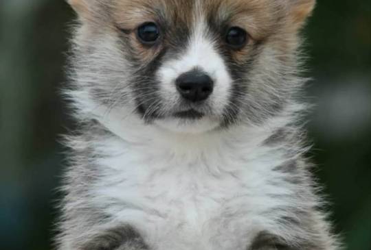 Velski korgi/Welsh Corgi Pembroke image 3