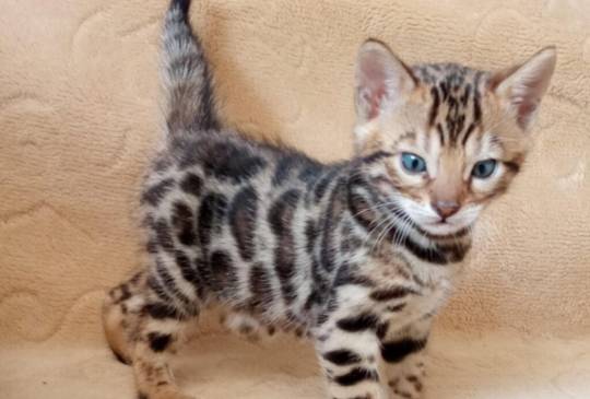 Bengalski Macici image 1