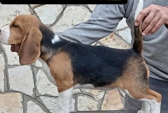 tri kraljice image 2