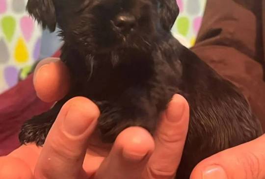 Koker španijeli image 6