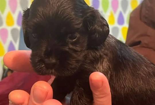 Koker španijeli image 5