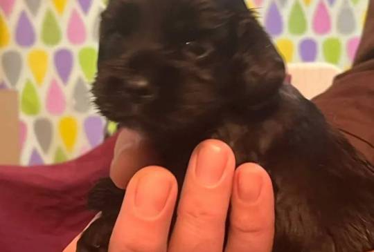 Koker španijeli image 4