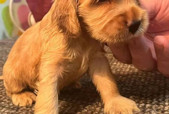 Koker španijeli image 1