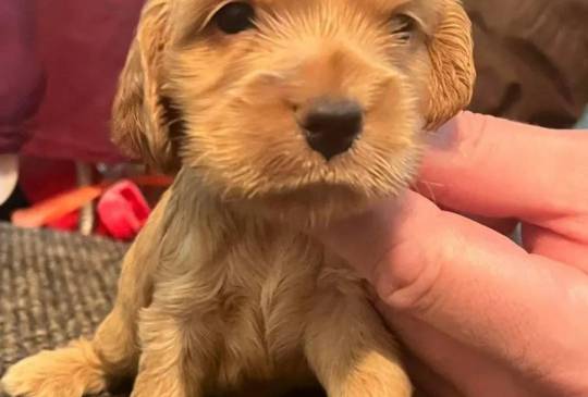 Koker španijeli image 2