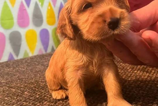 Koker španijeli image 3