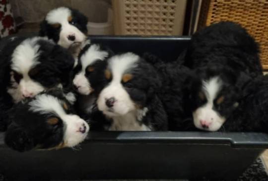 Bernski pas stenci image 2