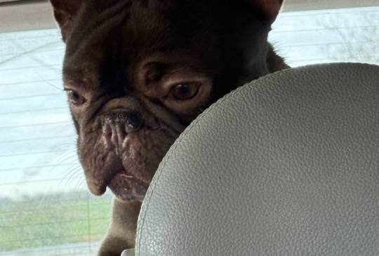 Francuski buldog image 3