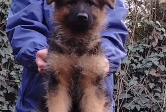 Nemački ovčar izvanredno štene Beograd