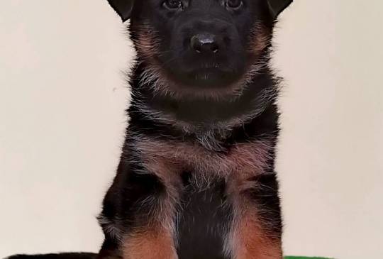 Nemački ovčari izvanredna štenad Beograd image 2