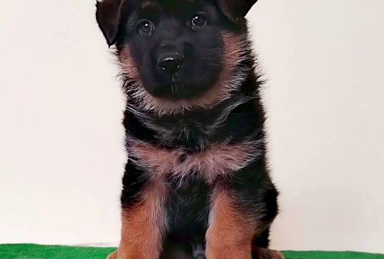 Nemački ovčari izvanredna štenad Beograd image 1