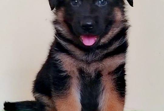 Nemački ovčari izvanredna štenad Beograd image 3