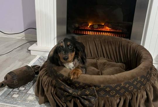 Patuljasti dugodlaki jazavičar, merle že image 1