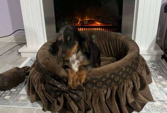 Patuljasti dugodlaki jazavičar, merle že image 2