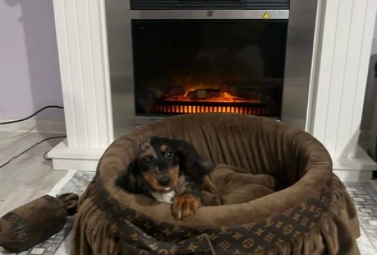 Patuljasti dugodlaki jazavičar, merle že image 3