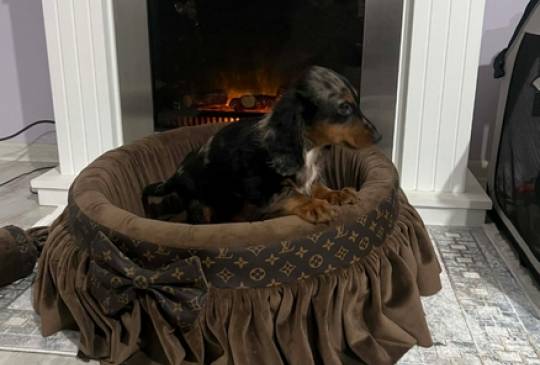 Patuljasti dugodlaki jazavičar, merle že image 4