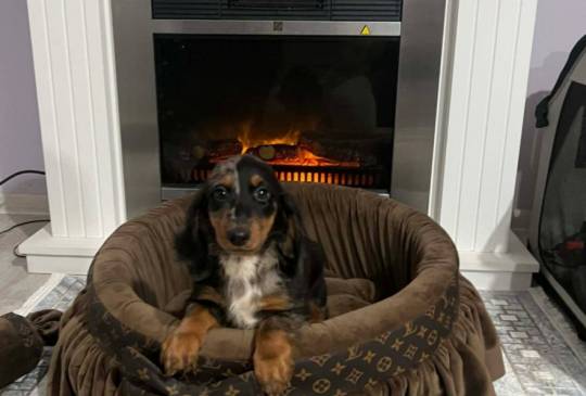 Patuljasti dugodlaki jazavičar, merle že image 6