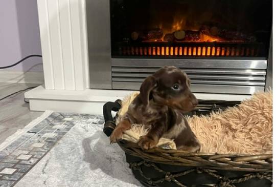 Patuljasti kratkodlaki jazavičari ekstra image 2