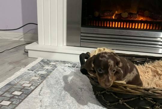 Patuljasti kratkodlaki jazavičari ekstra image 3