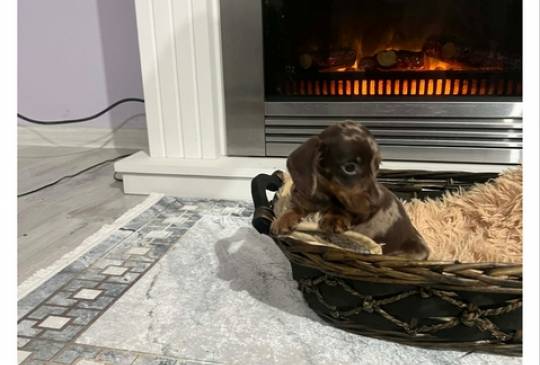 Patuljasti kratkodlaki jazavičari ekstra image 4