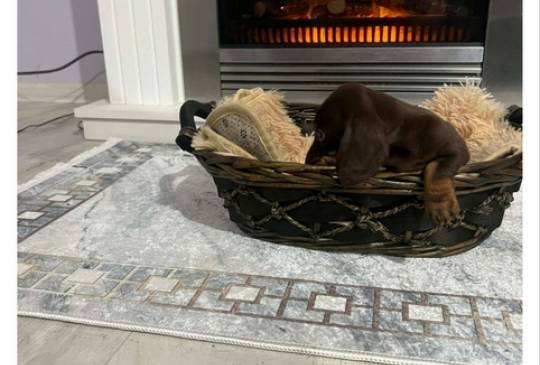 Patuljasti kratkodlaki jazavičari ekstra image 5