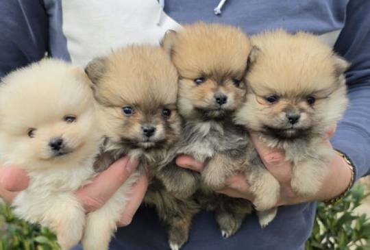 Najlepsi Pomeranci Boo image 1