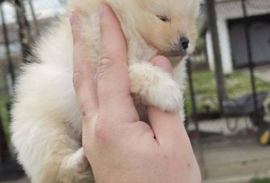 Najlepsi Pomeranci Boo image 2