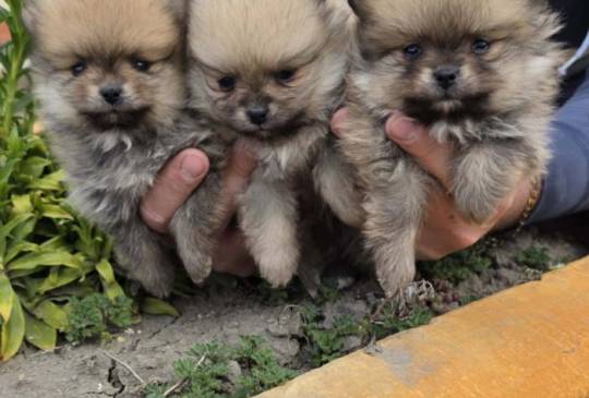 Najlepsi Pomeranci Boo image 3