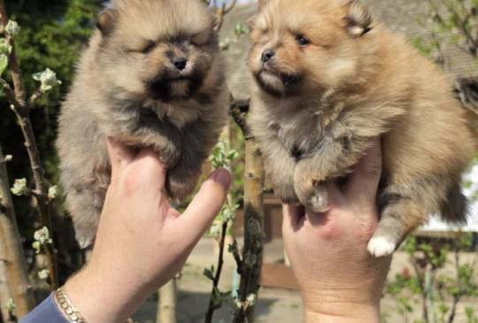 Najlepsi Pomeranci Boo image 4