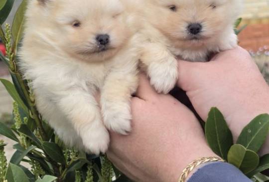 Najlepsi Pomeranci Boo image 5