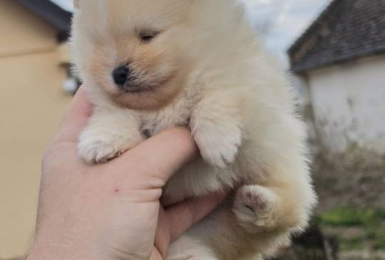 Najlepsi Pomeranci Boo image 6