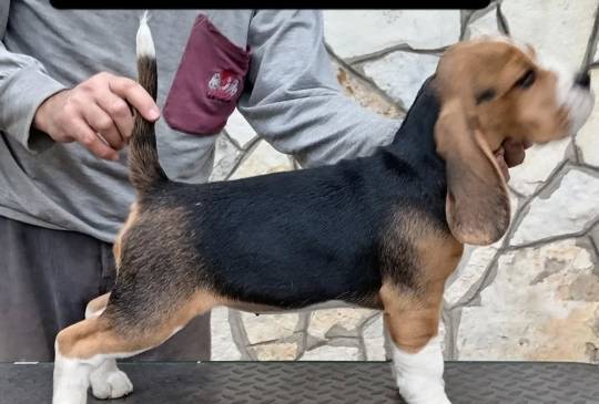 tri kraljice image 1