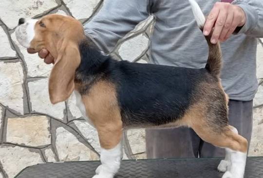 tri kraljice image 3