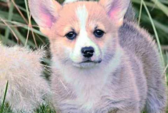 Welsh Corgi Pembroke Velški Korgi image 1