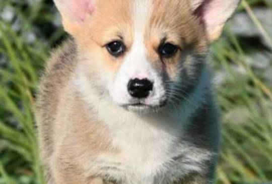 Welsh Corgi Pembroke Velški Korgi image 5