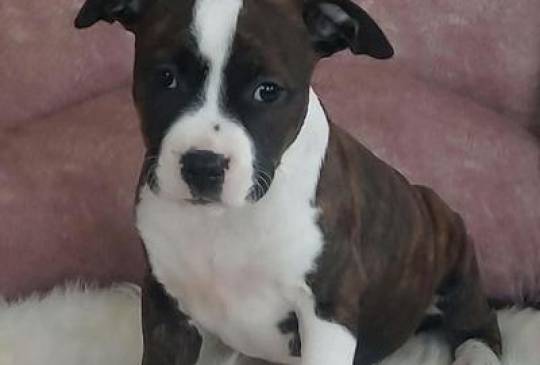 Američki stafordski terijer štenci image 2