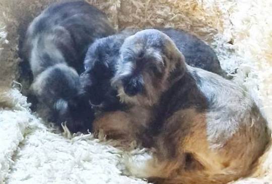 Štenci patuljastih šnaucera vrhunski image 3