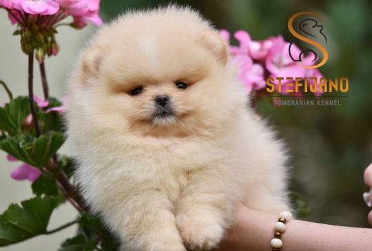 Pomeranac BOO medvedići, Pomeranski špic image 1