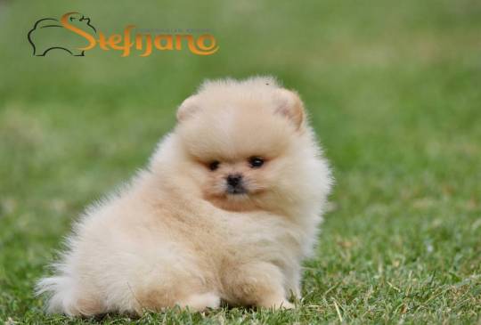 Pomeranac BOO medvedići, Pomeranski špic image 2